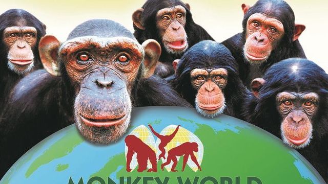 Win 2 Monkey World tickets, plus a VIP tour.